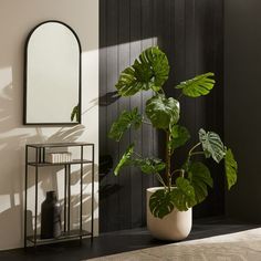 a potted plant sitting next to a mirror on a shelf in a room with black walls