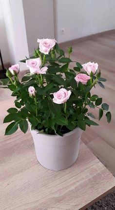 a potted plant with pink flowers sitting on a table