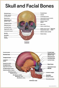 the skull and facial bones are labeled in two different sections, including the frontal part of the