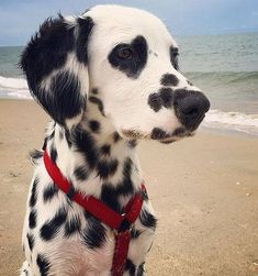 a dalmatian dog is sitting on the beach