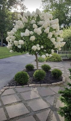 a tree with white flowers in the middle of a driveway