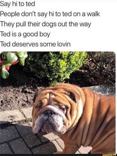 an english bulldog sitting on top of a brick floor next to a tree and bushes