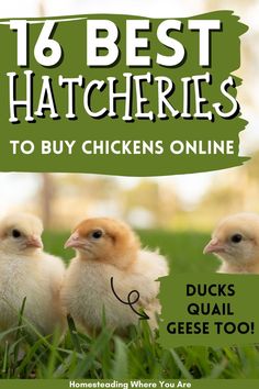 three chickens are standing in the grass with text overlay that reads, 16 best hatchers to buy chickens online