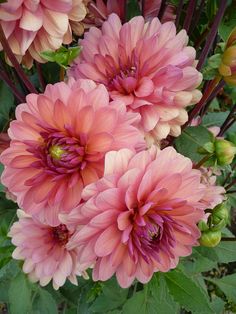 pink flowers with green leaves in the background