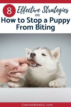 a person feeding a puppy with the title 8 effective strategy on how to stop a puppy from biting