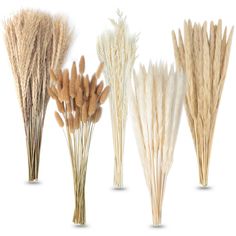 four different types of dry grass on a white background