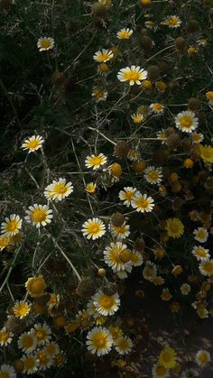 a bunch of yellow and white flowers in the grass