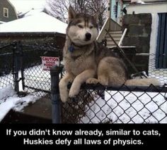 a husky dog sitting on top of a fence with the caption i'm on a fence