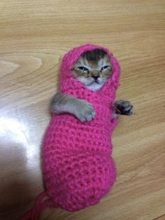 a small cat is wrapped in a pink knitted blanket and sleeping on the floor