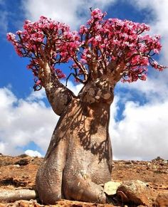 a tree with pink flowers growing out of it's trunk on top of a hill