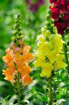 three different colored flowers are in the middle of some green leaves and plants with red, yellow, and purple flowers