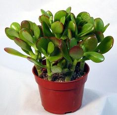 a small potted plant with green leaves