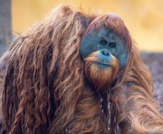 an orangutan with long hair and blue eyes is laying on the ground