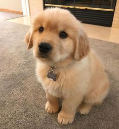 a puppy is sitting on the carpet in front of a fire place and looking at the camera