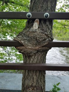 a tree with two eyes on it's face