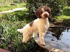 a brown and white dog standing on top of a pond