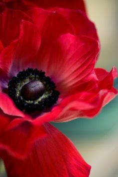 a close up view of a red flower with black stamen in it's center