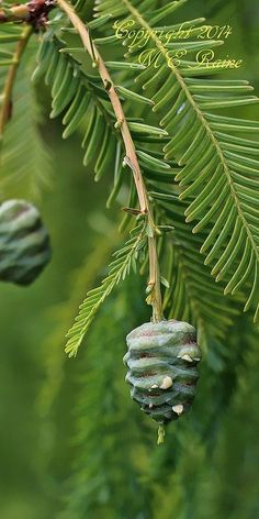 a pine tree with some cones hanging from it's branches