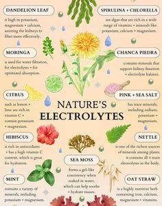 Holistic Herbs, Herbal Water, Oat Straw, Water Hydration, Herbal Remedies Recipes, Medicinal Herbs Garden, Medical Herbs, Magia Das Ervas, Magic Herbs