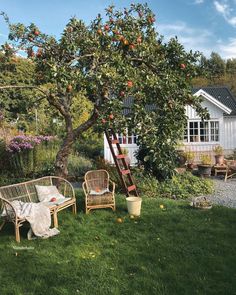 an apple tree with apples on it and two wicker chairs in the foreground