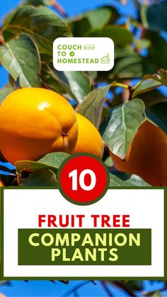 Fruit trees companion plants Companion Plants, Fruit Trees, The 10, Trees, Fruit, Plants