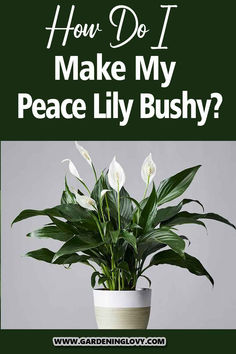 a potted plant with the words how do i make my peace lily bush?