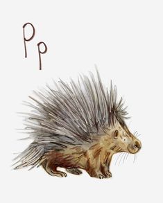 a drawing of a porcupine with the letter p on it's back