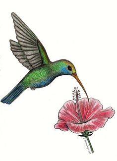 a drawing of a hummingbird flying over a pink flower with its wings spread out