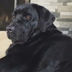 a large black dog laying on top of a couch