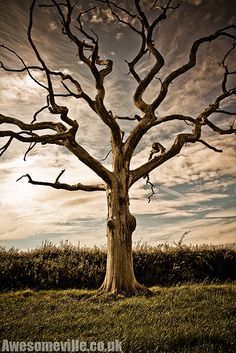 a bare tree stands in the middle of a grassy field under a partly cloudy sky