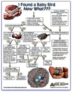 a bird nest with two eggs in it's hands, and the words i found a baby bird now what?