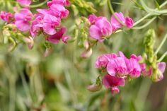 pink flowers are blooming in the field