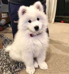 a small white dog sitting on top of a rug