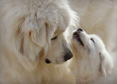 two white dogs with their heads touching each other's noses while standing next to each other