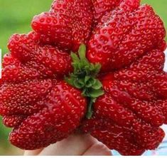 a person holding up a bunch of strawberries