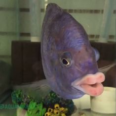 a purple fish sticking its tongue out in front of a bowl filled with water and plants