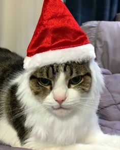 Chatty Cats: Flashbacks, Christmas and More! - Three Chatty Cats