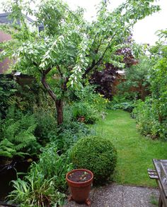 a garden with lots of green plants and trees