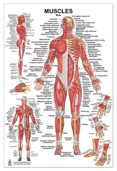 the muscles and their major skeletal systems are shown in this diagram, which shows how they work