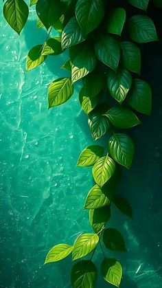 some green leaves are growing on the water