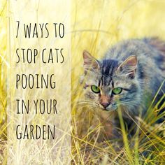 a cat walking through tall grass with the words 7 ways to stop cats pooling in your garden