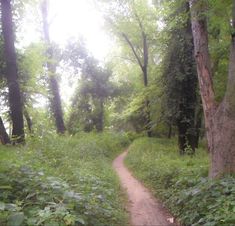 a dirt path in the middle of a lush green forest