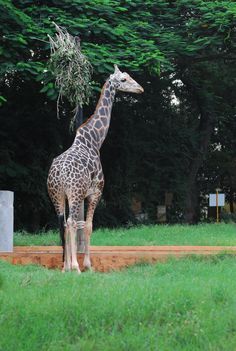 a giraffe standing on top of a lush green field next to a forest