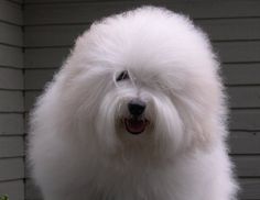 a fluffy white dog standing in front of a house