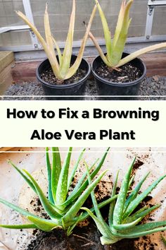 how to fix a browning aloe vera plant with pictures and text overlay