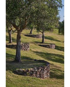 several trees in the middle of a grassy field with rocks and stones around them on a sunny day