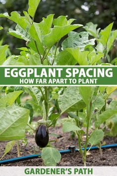 an eggplant plant with the title, eggplant spacing how far apart to plant