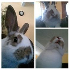 four different pictures of a rabbit's face and ears, including one in the foreground