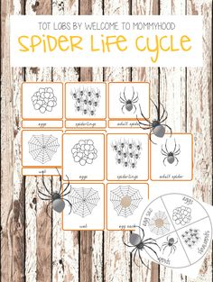 the spider life cycle for toddlers to play with