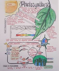 the diagram shows photosyntheism and its functions in plant life, as well as other things